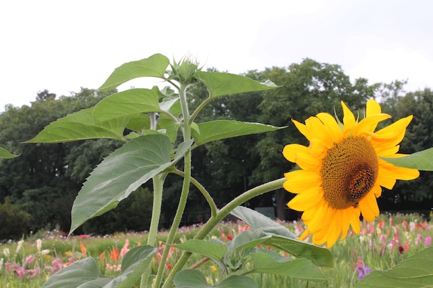 The garden of sunflower with pollen and bright yellow
leavesbright yellow sunflowers and sun