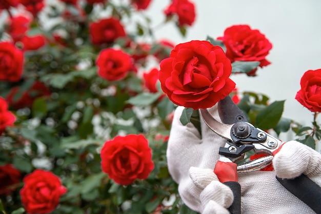 Potatore per attrezzi da giardino nelle mani sullo sfondo di una lussureggiante fioritura di rose rosse