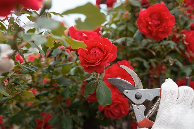 赤いバラの緑豊かな茂みの花を背景に手にガーデンツール剪定ばさみ