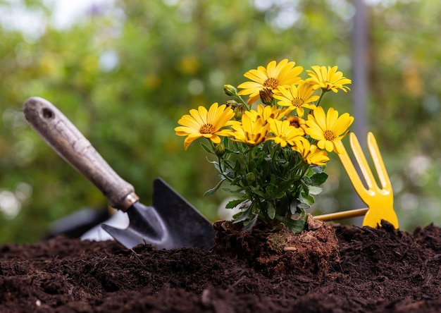 Garden tool and yellow daisy flower plant on soft soil close up
spring gardening work