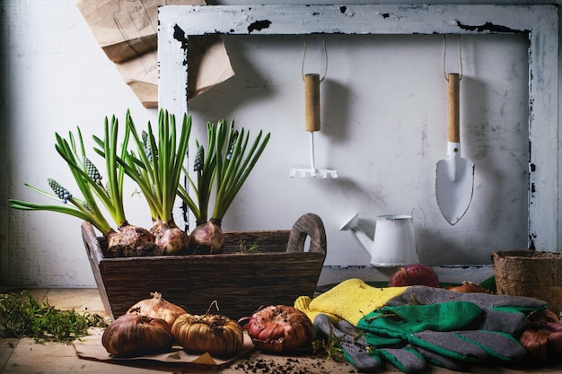 Garden tools and flower bulbs