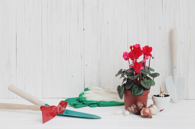 Garden tools and red cyclamen on white wooden table