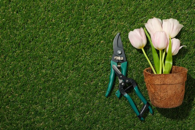 Garden tools tulips in flower pot and watering can on green background space for text