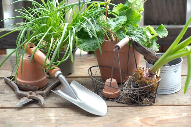 꽃비 와 식물 사이 에 있는 나무 테이블 에 작은 발 을 가진 정원 도구