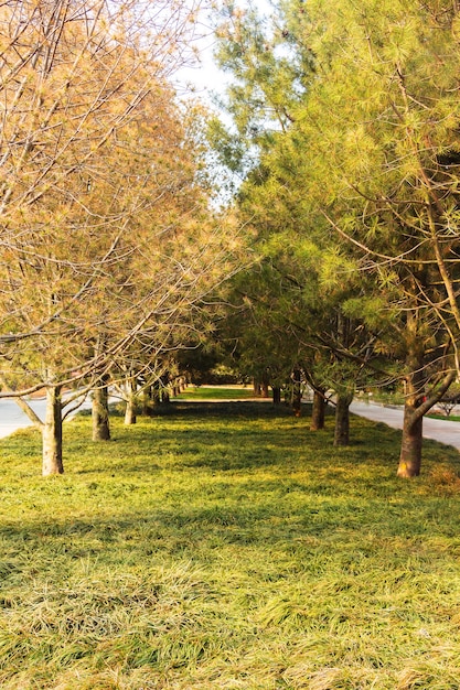 Foto albero del giardino sfondo autunnale