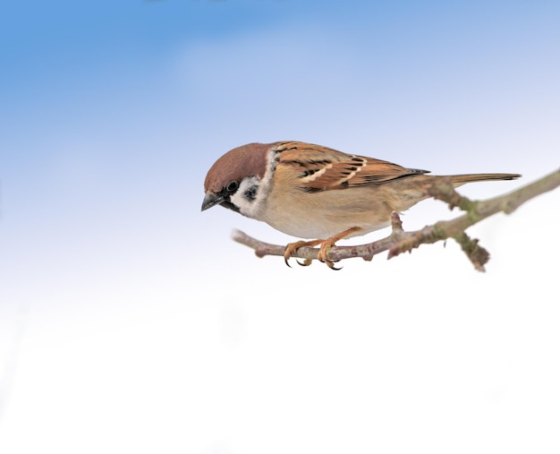 Foto ramo di passero d'albero di giardino e uccello con equilibrio del cielo e piuma per riposare con l'ornitologia autunno e stagione eurasiatici con fauna selvatica e ecosistema da soli in ambiente naturale all'aperto