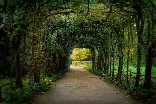 Photo garden tunnel