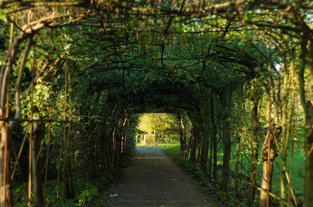 Photo garden tunnel