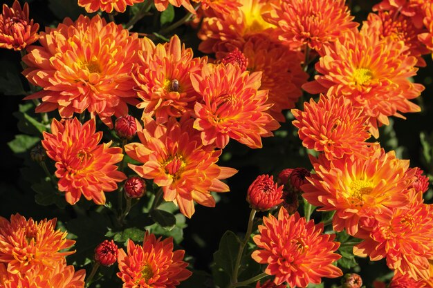 Garden varietal decorative chrysanthemum close-up blooms in the garden on a sunny autumn day