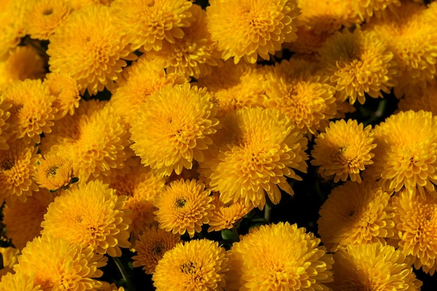 Garden varietal decorative chrysanthemum close-up blooms in the garden on a sunny autumn day