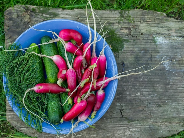 Verdure da giardino