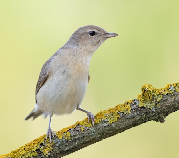 Garden warbler Sylvia borin A bird sits on a beautiful branch the background is blurry