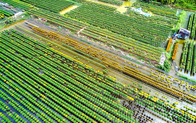 Foto il giardino d'acqua delle margherite gialle vista aerea si prepara al raccolto sono piantate in idroponia