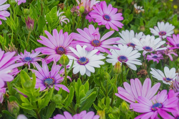 Garden of white and purple daisies