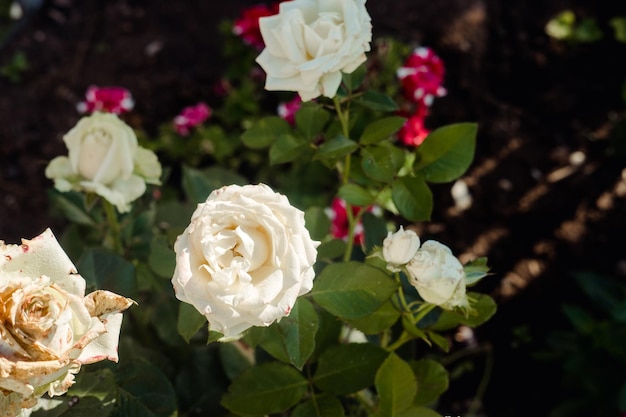 Garden white rose top view close up