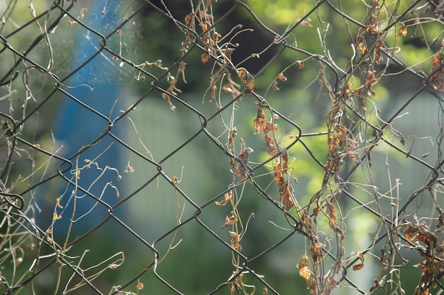 Garden wires and green plants