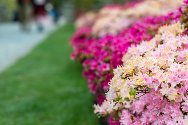 Garden with blooming trees during spring time