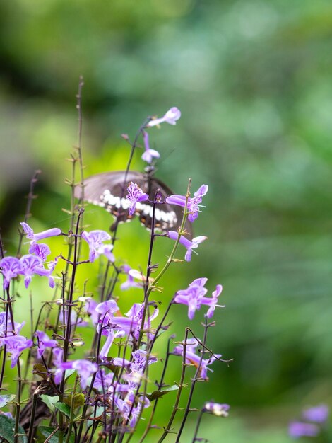 写真 蝶とモナラベンダー花の庭園