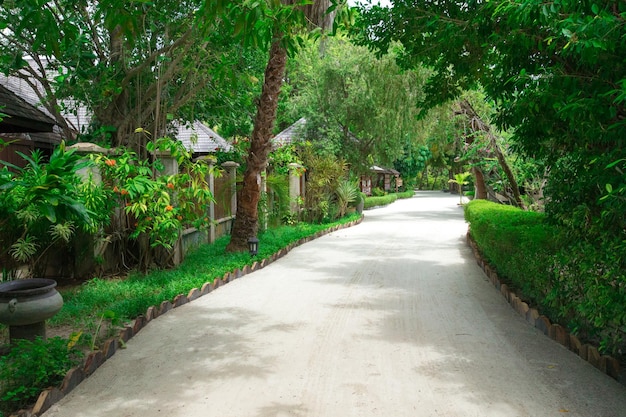 Garden with coconut palm trees