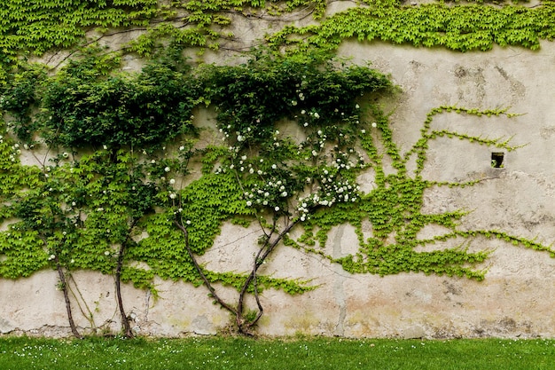 イタリア、ラヴェッロのVileCimbroneにあるさまざまな植物のある庭園