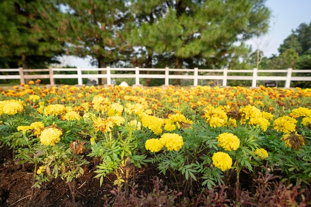 花マリーゴールド イエローとオレンジ色の庭