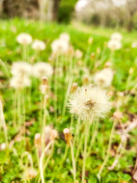 Garden with grass and dandelion Selective focus