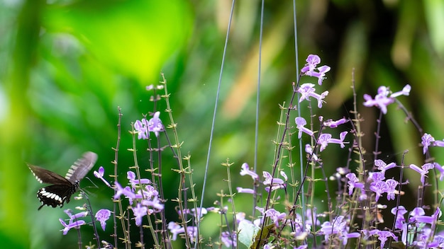 Foto giardino con mona lavender appesa e una farfalla volante spazio di copia