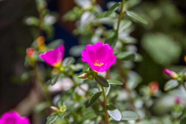 브라질 리우데자네이루의 11시간(Portulaca grandiflora)에 알려진 꽃이 있는 정원.