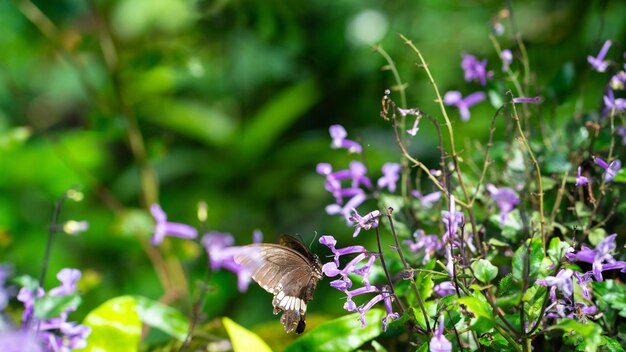 Foto giardino con il fiore di lavanda mona e la farfalla