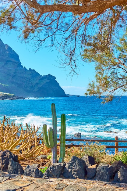 Garden with native plants on the coast in tenerife by the
atlantic ocean, the canary islands, spain