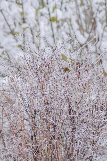 冬に雪に覆われた多年生の花のある庭