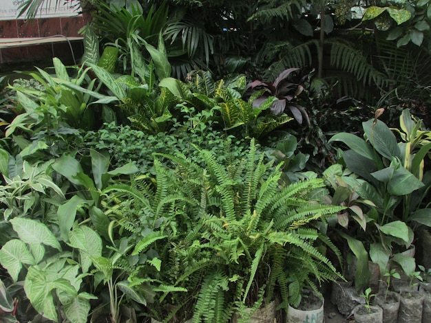 A garden with plants and trees