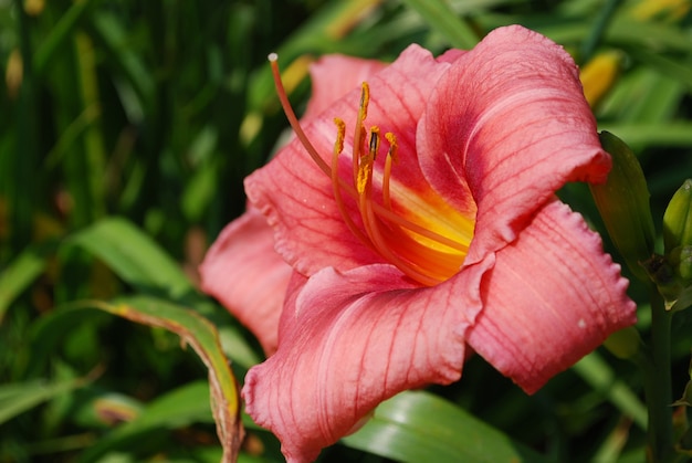 ピンクのカンゾウの花がきれいに咲く庭