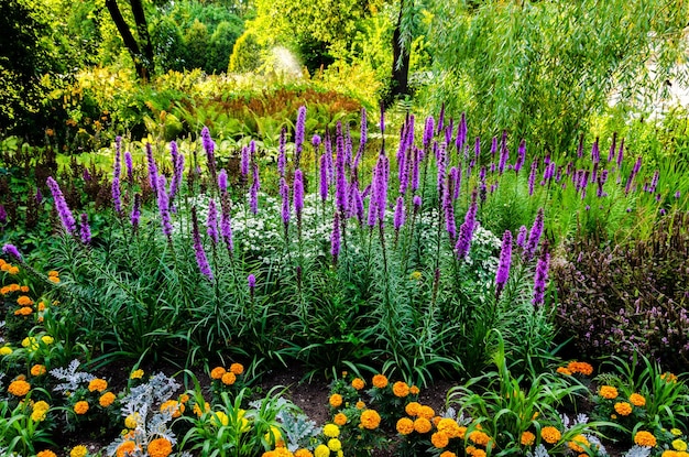 紫の花と黄色の花の庭