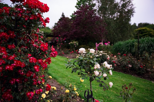 A garden with roses and a fence in the background