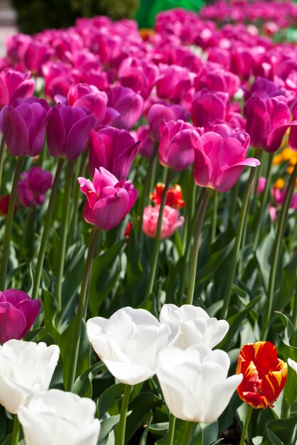 夏のチューリップのある庭、庭の装飾用のチューリップの花がたくさん