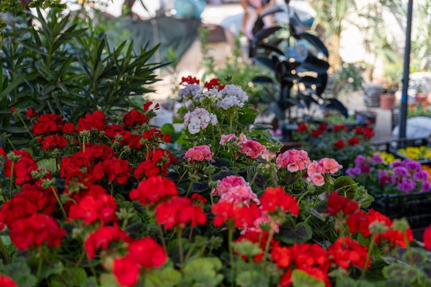 様々な赤とピンクの花がく庭