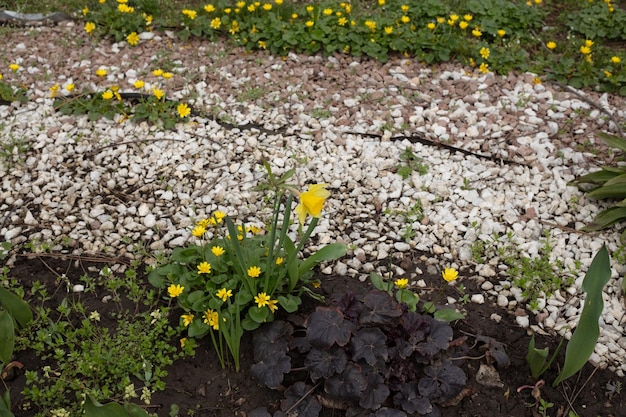 A garden with yellow flowers and a white gravel path