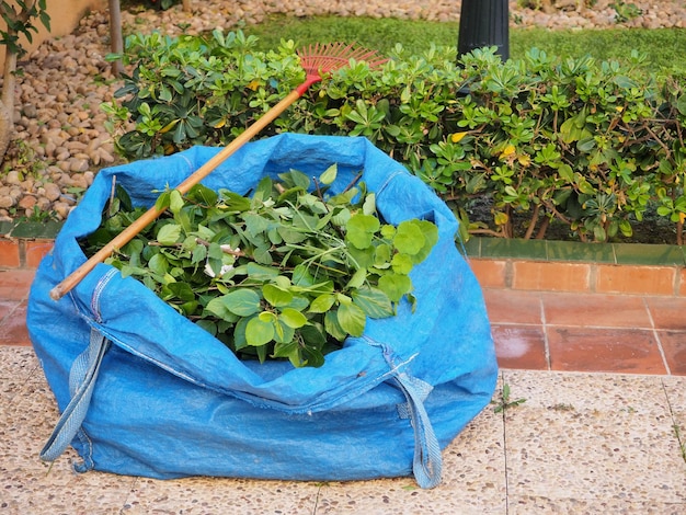 Garden work Shrub pruning Sack with cut branches and rake