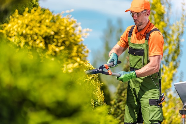 Garden worker trimming the plant with garden scissors