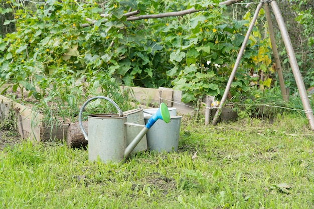 Photo garden in the yard with seedlings and watering can