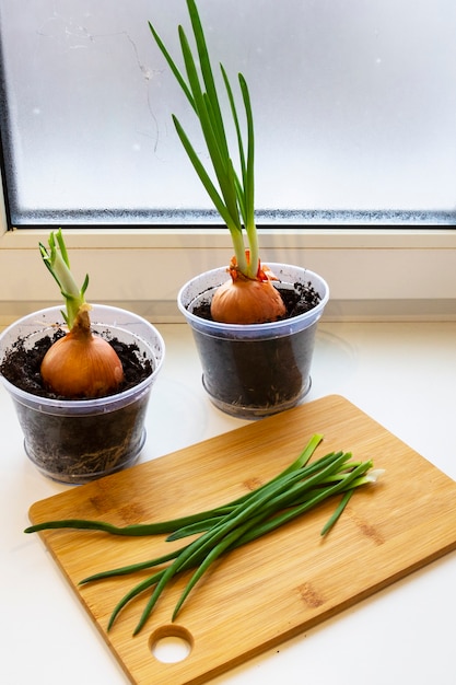 A garden of young onion on a window sill.Growing onions on the windowsill. Fresh green onions at home Indoor gardening growing spring onions in flower pot on window sill. Fresh sprouts of green onion