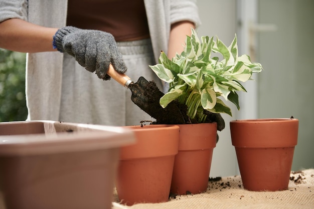 Gardener Adding Potting Soil