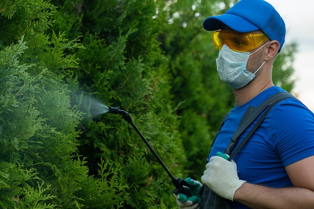 Gardener applying insecticide fertilizer to his thuja using a\
sprayer