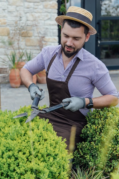 The gardener carries out topiary pruning of boxwood