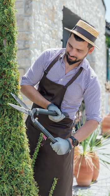 The gardener carries out topiary pruning of thuja