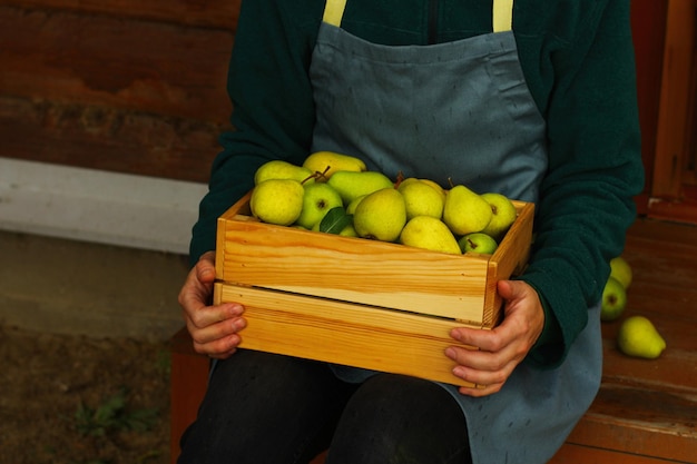 A gardener collects ripe yellow pears in a wooden box in the garden small business startup on a farm selective focus closeup