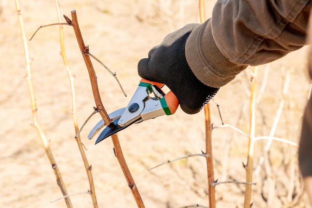 A gardener cuts a branch on a tree with the help of garden shears secateurs