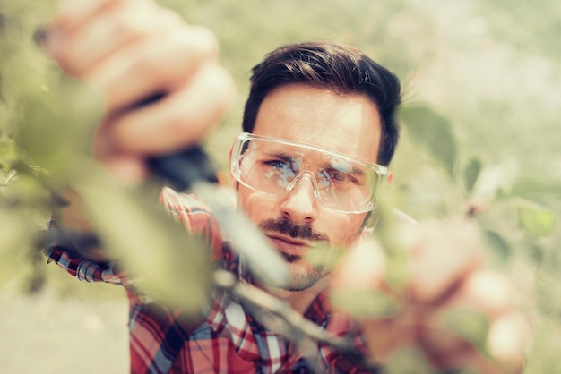 Gardener cuts dry branches of trees