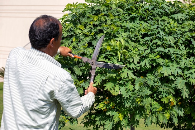 Photo gardener cuts leaves on the tree with scissors in summer pruning a tree with scissors